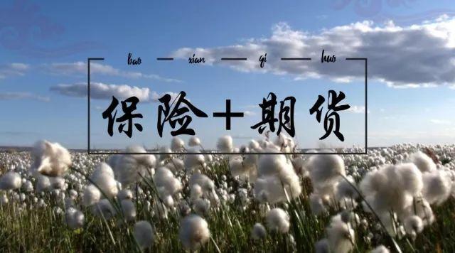 棉花產(chǎn)業(yè)保險+期貨