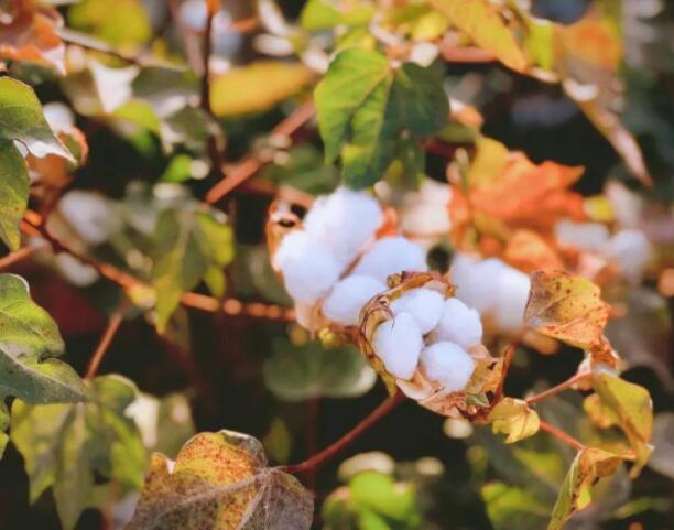 什么是有機(jī)棉